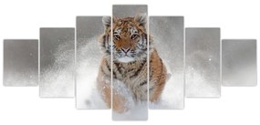Obraz bežiaceho tigra
