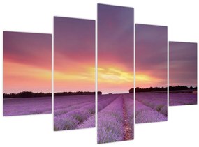 Obraz - Levanduľové pole (150x105 cm)