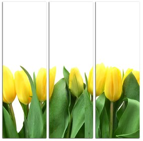 Obraz na plátne - Žlté tulipány - štvorec 303B (75x75 cm)