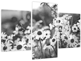Obraz - Kopretiny (90x60 cm)