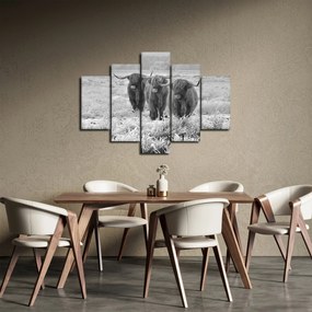 Obraz - Škótske kravy, čiernobiela (150x105 cm)