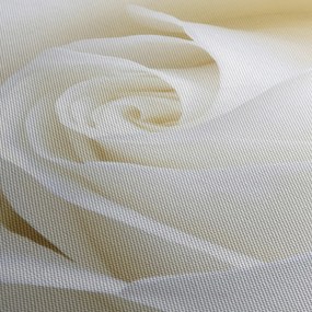Obraz biele ruže (120x50 cm)