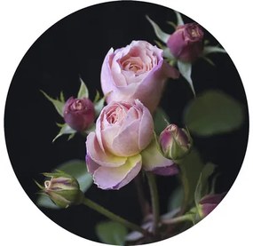 Fototapeta vliesová Ruže 190 cm