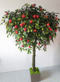 Jabloň košatá 180 cm
