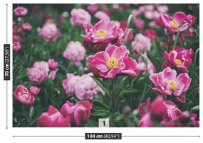 Fototapeta Vliesová Ružové pivónie 416x254 cm