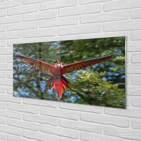 Sklenený obraz ara papagáj 120x60 cm