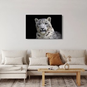 Obraz - Leopard snežný (90x60 cm)