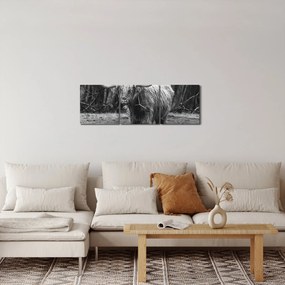 Obraz - Škótska krava 3, čiernobiela (s hodinami) (90x30 cm)