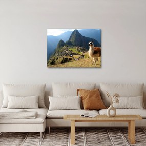 Obrázok - Lama a Machu Picchu (70x50 cm)