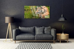 Obraz plexi Tiger zvieratá 100x50 cm