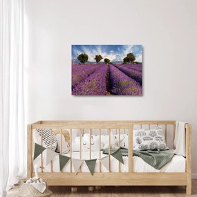 Sklenený obraz - Levanduľové pole a hory (70x50 cm)