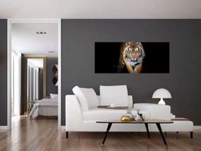 Obraz - Tiger (120x50 cm)