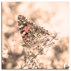 Obraz na plátne - Motýľ na levanduľe - štvorec 3221FA (80x80 cm)