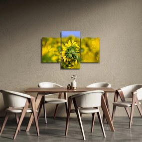 Obraz slnečnice (90x60 cm)