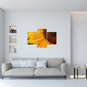 Obraz - Slnečnica (90x60 cm)