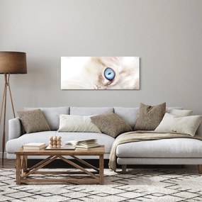 Obraz - Mačiatko (120x50 cm)