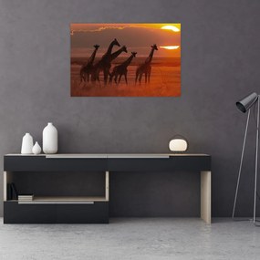 Obraz - Žirafy v africkej savane (90x60 cm)