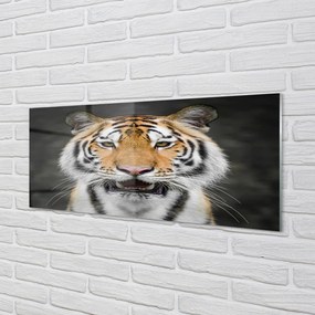 Obraz na akrylátovom skle Tiger 120x60 cm