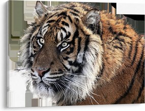 Obraz tigra (70x50 cm)