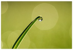 Obraz kvapky vody na tráve (90x60 cm)