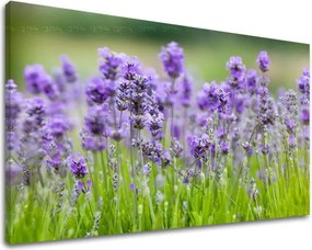 Obraz na stenu KVETY XOBKV146E11 - 100x150 cm