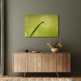 Obraz kvapky vody na tráve (90x60 cm)