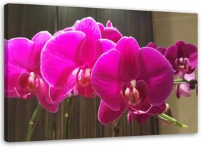 Obraz na plátně Zenová orchidej Růžový květ - 90x60 cm