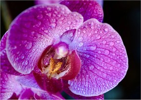 Detailný sklenený obraz kvetu orchidey (70x50 cm)