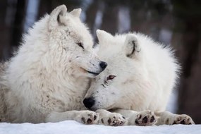 Umelecká fotografie Wolf Love, Rick Mousseau Photography, (40 x 26.7 cm)