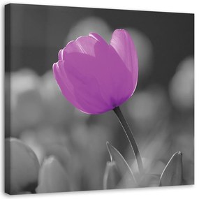 Obraz na plátně Tulipánový květ fialový - 60x60 cm
