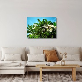 Sklenený obraz - Plumeria (70x50 cm)