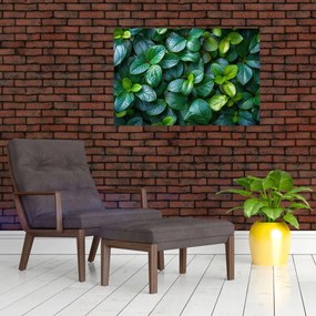 Obraz - Zelené rastliny (90x60 cm)