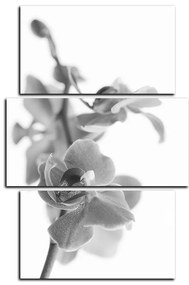 Obraz na plátne - Orchidea kvet izolovaná na bielom pozadí - obdĺžnik 7222QC (105x70 cm)