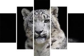 Obraz - Leopard snežný (150x105 cm)