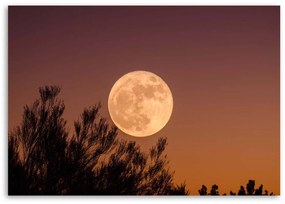 Obraz na plátně Měsíc za stromem - 90x60 cm