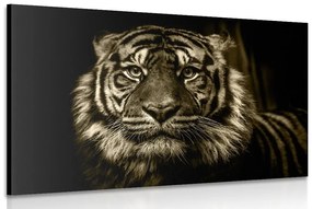 Obraz tiger v sépiovom prevedení - 120x80
