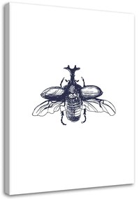 Obraz na plátně Brouk Hmyz Příroda Černobílý - 70x100 cm