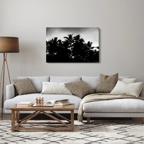 Obraz čiernobiely - palmy (90x60 cm)