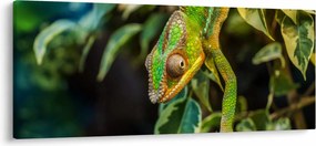 Obraz chameleóna (120x50 cm)