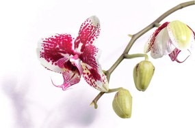 Obraz kvetu orchidey (90x60 cm)