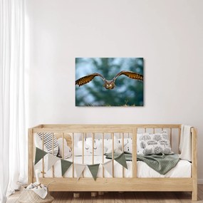 Obraz - Sova pri lete (70x50 cm)