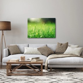 Obraz - rosa na tráve (70x50 cm)