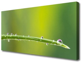 Obraz Canvas Kvapka rosy na tráve 125x50 cm