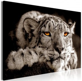 Artgeist Obraz - Magic Eyes (1 Part) Wide Veľkosť: 120x80, Verzia: Premium Print