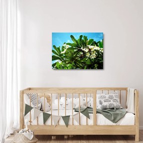 Sklenený obraz - Plumeria (70x50 cm)