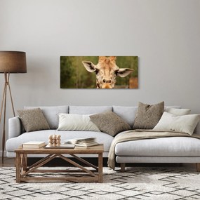 Obraz žirafy (120x50 cm)