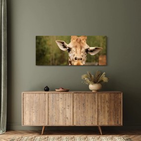 Obraz žirafy (120x50 cm)