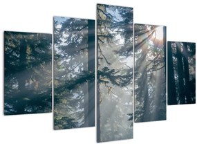 Obraz stromov s presvitajúcim slnkom (150x105 cm)
