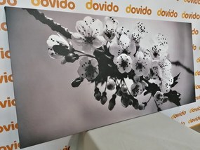 Obraz kvitnúci konárik čerešne v čiernobielom prevedení