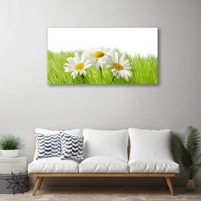 Obraz Canvas Sedmokráska kvety rastlina 120x60 cm